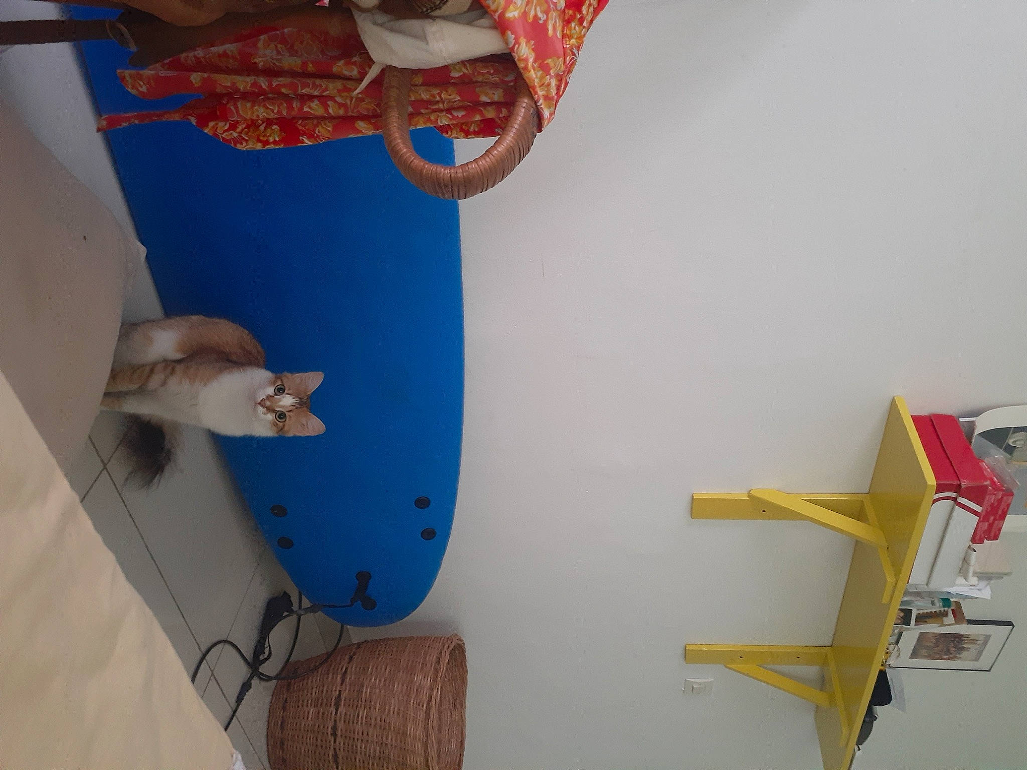 Lala a rejoint le concours — aidez-le/la à gagner de superbes lots ! art, carmine, ceiling, chair, electric_blue, fin, fish, interior_design, ladder, paint, pattern, plastic, room, shark, shelf, shelving, space, visual_arts, wing, wood