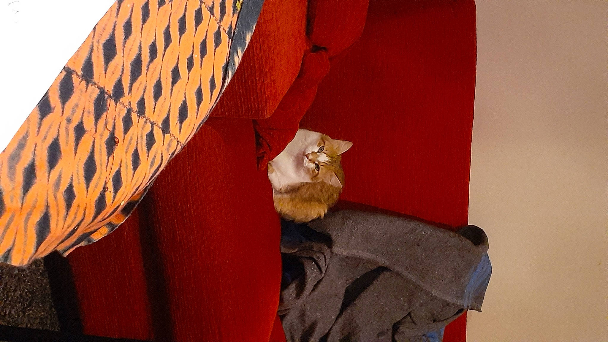 Lala a rejoint le concours — aidez-le/la à gagner de superbes lots ! basket, brown, carnivore, cat, comfort, domestic_short_haired_cat, fawn, felidae, hardwood, linens, orange, plywood, small_to_medium_sized_cats, tail, tints_and_shades, wall, whiskers, wicker, wood, wood_stain