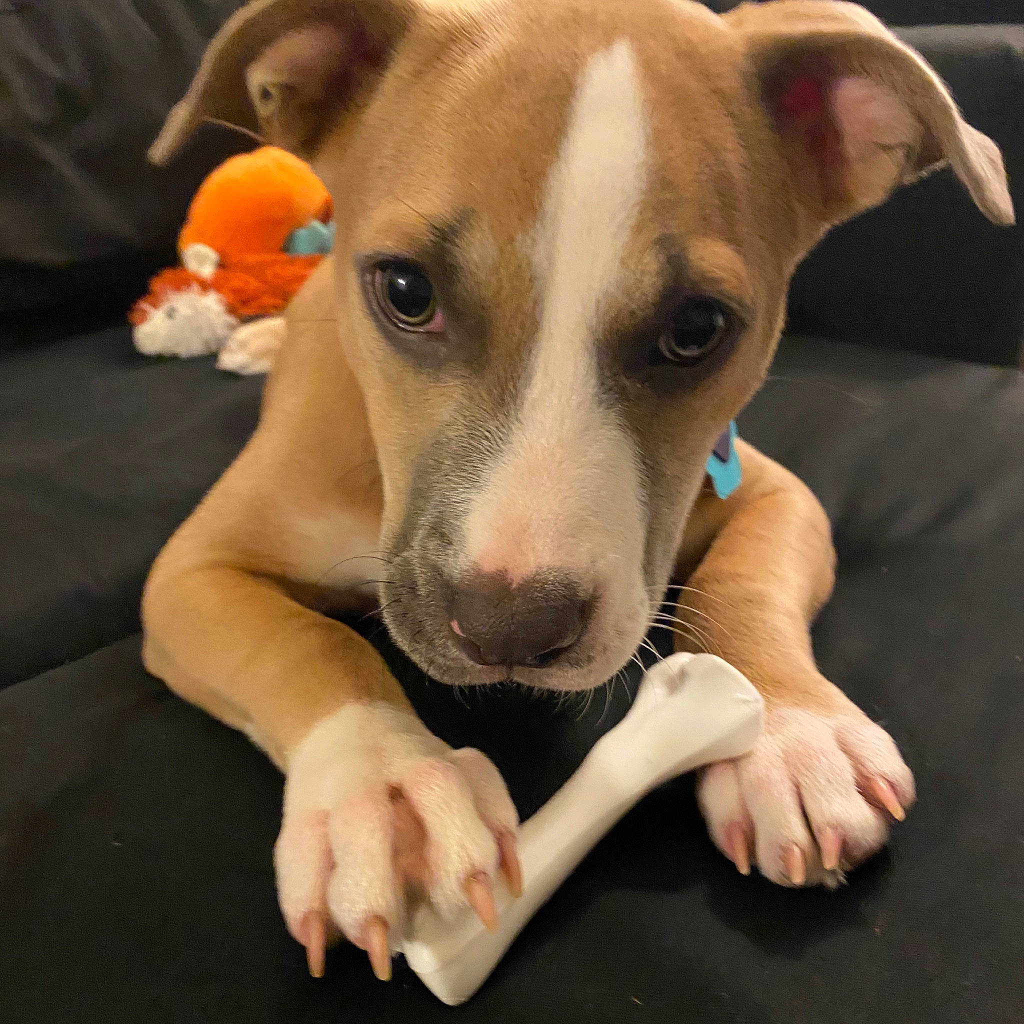 Eevee is registered to the contest to win money with this photo: canidae, carnivore, dog, dog_breed, ear, fawn, feist, italian_greyhound, mammal, non_sporting_group, nose, paw, potcake_dog, puppy, sighthound, snout, vertebrate, whippet, whiskers