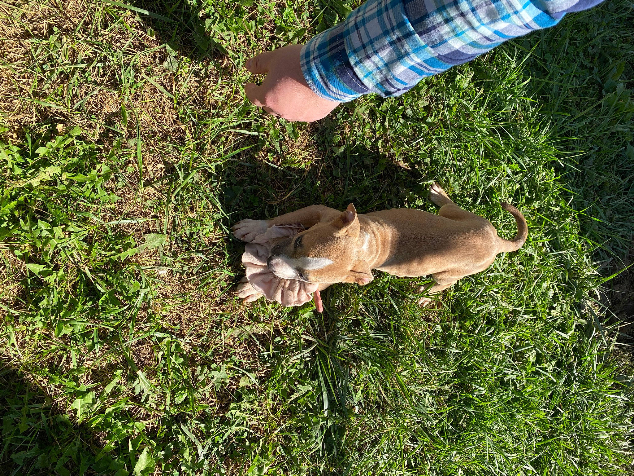 Eevee joined the competition — help win amazing prizes! canidae, carnivore, dog, dog_breed, fawn, grass, grass_family, puppy, sporting_group, weimaraner