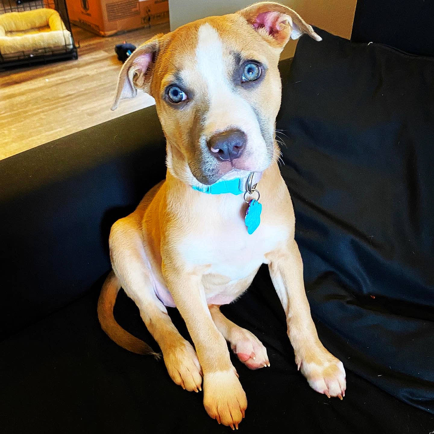 Eevee joined the competition — help win amazing prizes! american_pit_bull_terrier, american_staffordshire_terrier, canidae, carnivore, companion_dog, dog, dog_breed, dog_collar, ear, fawn, feist, mammal, non_sporting_group, nose, pit_bull, puppy, sporting_group, vertebrate