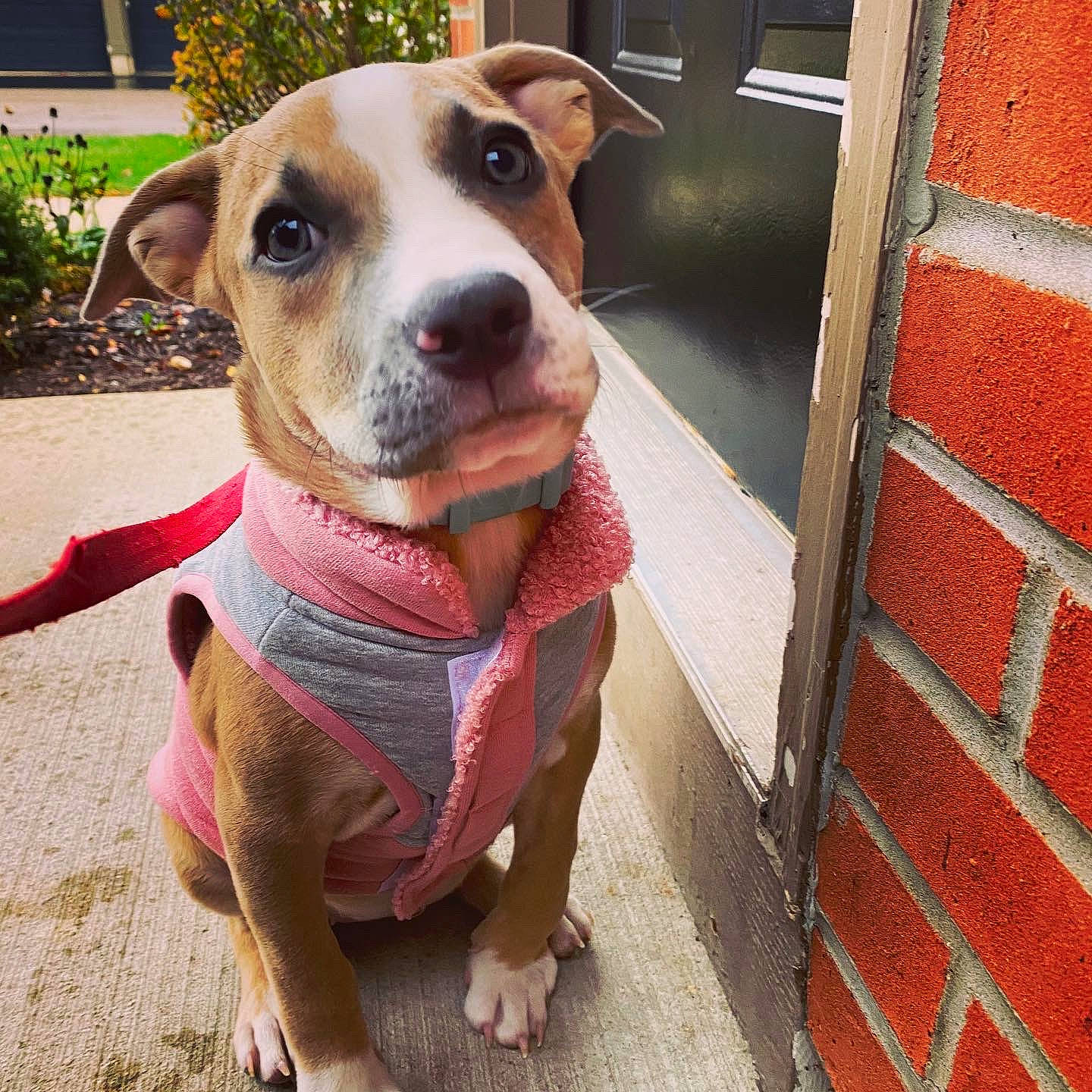 Eevee is registered to the contest to win money with this photo: american_bulldog, american_pit_bull_terrier, american_staffordshire_terrier, canidae, carnivore, catahoula_bulldog, collar, companion_dog, dog, dog_breed, fawn, mammal, non_sporting_group, nose, pit_bull, rare_breed_dog, snout, sporting_group, staffordshire_bull_terrier, vertebrate