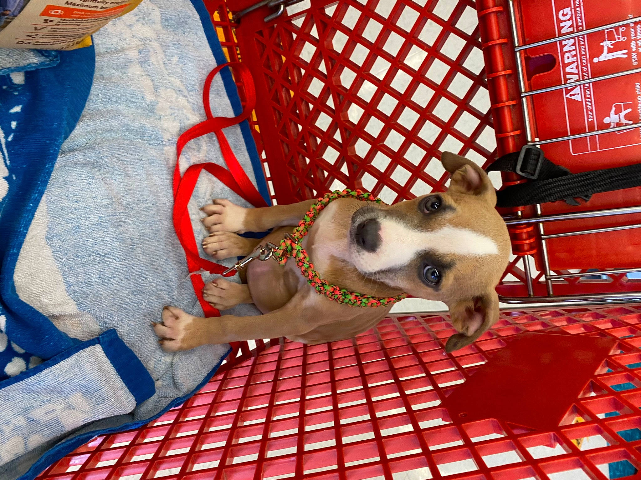 Eevee is registered to the contest to win money with this photo: canidae, carnivore, companion_dog, dog, dog_breed, fawn, non_sporting_group