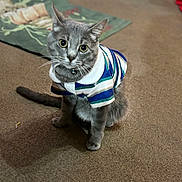 Kodi Rey joined the competition — help win amazing prizes! cat, gray_cat, feline, pet, striped_shirt, clothing, collar, bell, whiskers, indoor, carpet, rug, sitting, looking_up, paws, tail, portrait, cute, shallow_depth_of_field, home