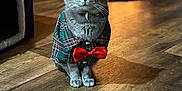 Kodi Rey is registered to the contest to win money with this photo: cat, gray_cat, bow_tie, plaid_shirt, christmas_tree, ornament, string_lights, bokeh, hardwood_floor, indoor, pet, feline, whiskers, green_eyes, festive, costume, sitting, portrait, cat_house, holiday_decor