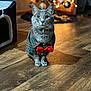 cat, gray_cat, bow_tie, plaid_shirt, christmas_tree, ornament, string_lights, bokeh, hardwood_floor, indoor, pet, feline, whiskers, green_eyes, festive, costume, sitting, portrait, cat_house, holiday_decor