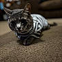 cat, gray_cat, striped_shirt, carpet, indoor, pet, closeup, animal, feline, whiskers, ears, floor, living_room, blurred_background, cute, curious, domestic_cat, mammal, fur, paws