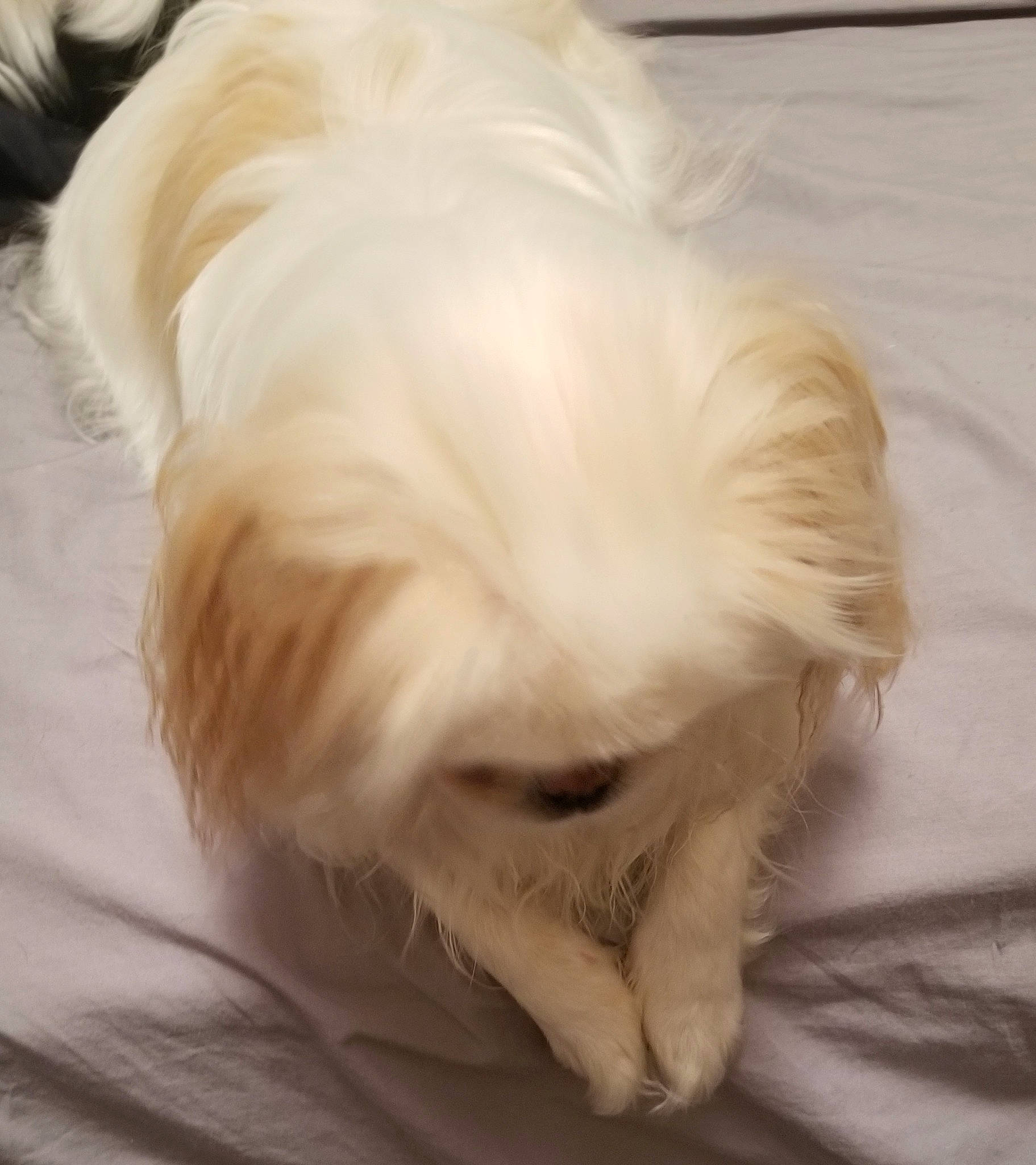 Shinji is registered to the contest to win money with this photo: canidae, carnivore, companion_dog, dog, dog_breed, ear, fur, havanese, lhasa_apso, lowchen, maltepoo, maltese, mammal, puppy, puppy_love, shih_tzu, snout, sporting_group, tibetan_terrier, toy_dog