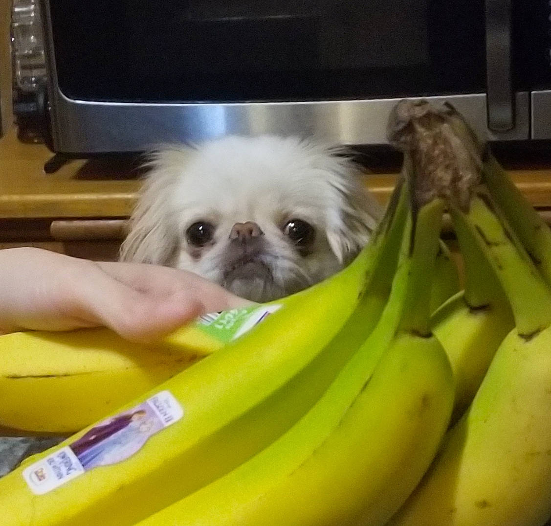 Shinji joined the competition — help win amazing prizes! banana, canidae, carnivore, companion_dog, dog, dog_breed, ear, eye, fawn, fur, head, non_sporting_group, pekingese, plant, puppy, puppy_love, shih_tzu, skin, snout, toy_dog
