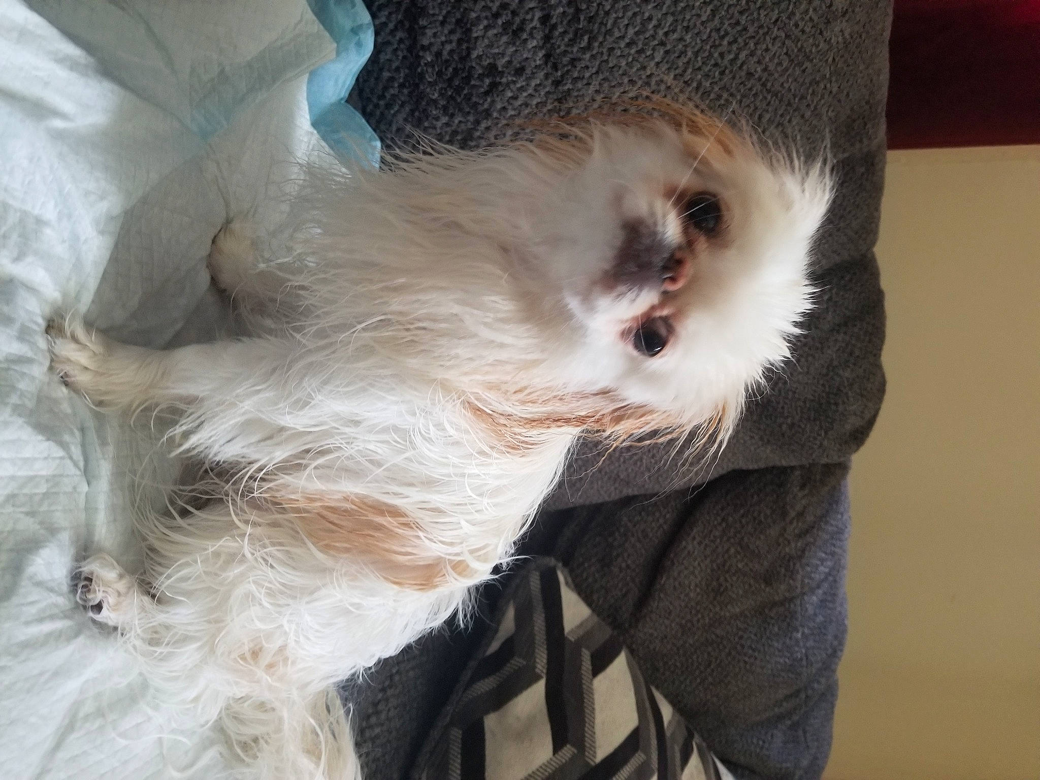 Shinji joined the competition — help win amazing prizes! canidae, carnivore, companion_dog, dog, dog_breed, ear, fur, maltese, puppy, toy_dog