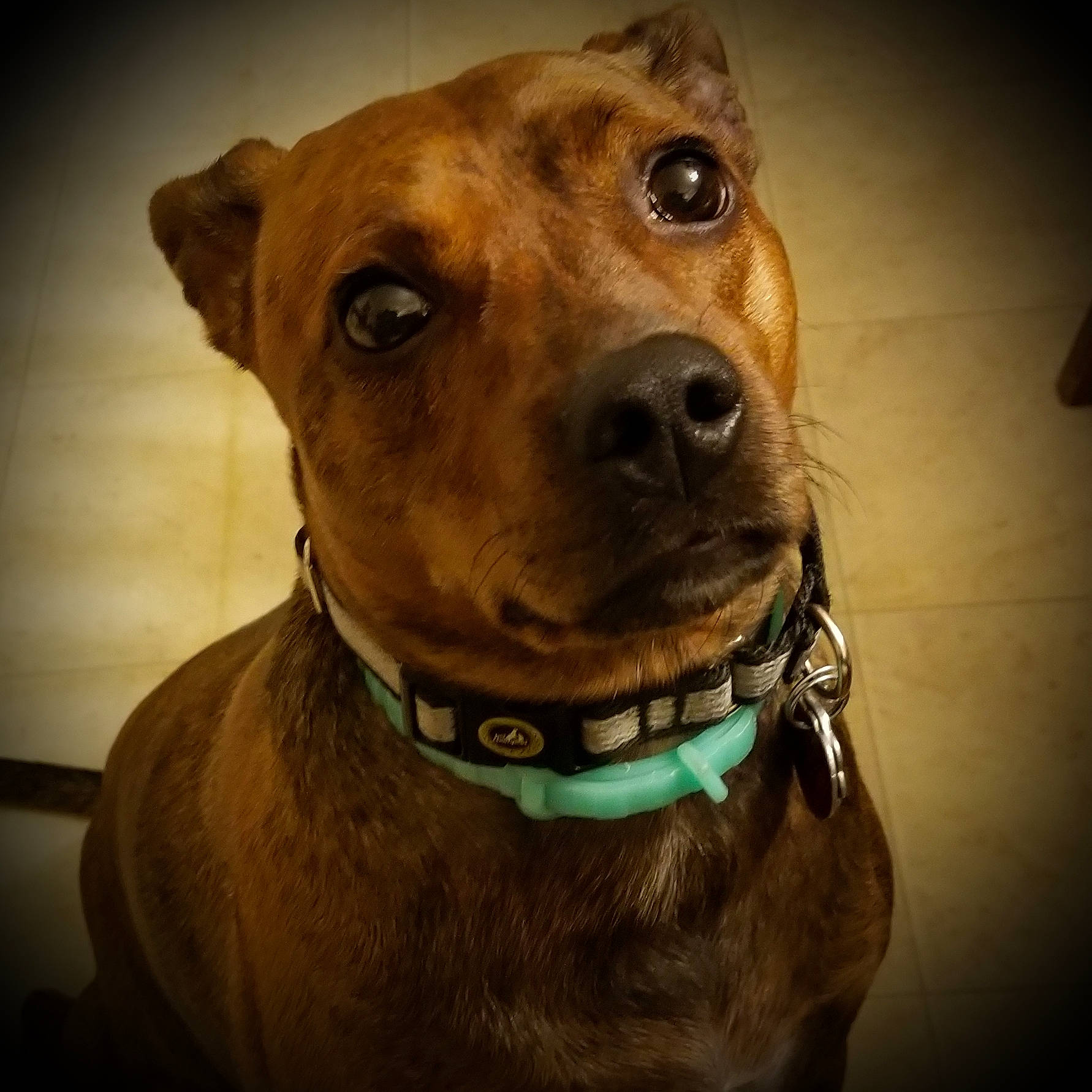 Riley joined the competition — help win amazing prizes! canidae, carnivore, collar, companion_dog, dog, dog_breed, dog_collar, ear, fawn, mammal, mountain_cur, nose, potcake_dog, rare_breed_dog, snout, sporting_group, vertebrate, whiskers