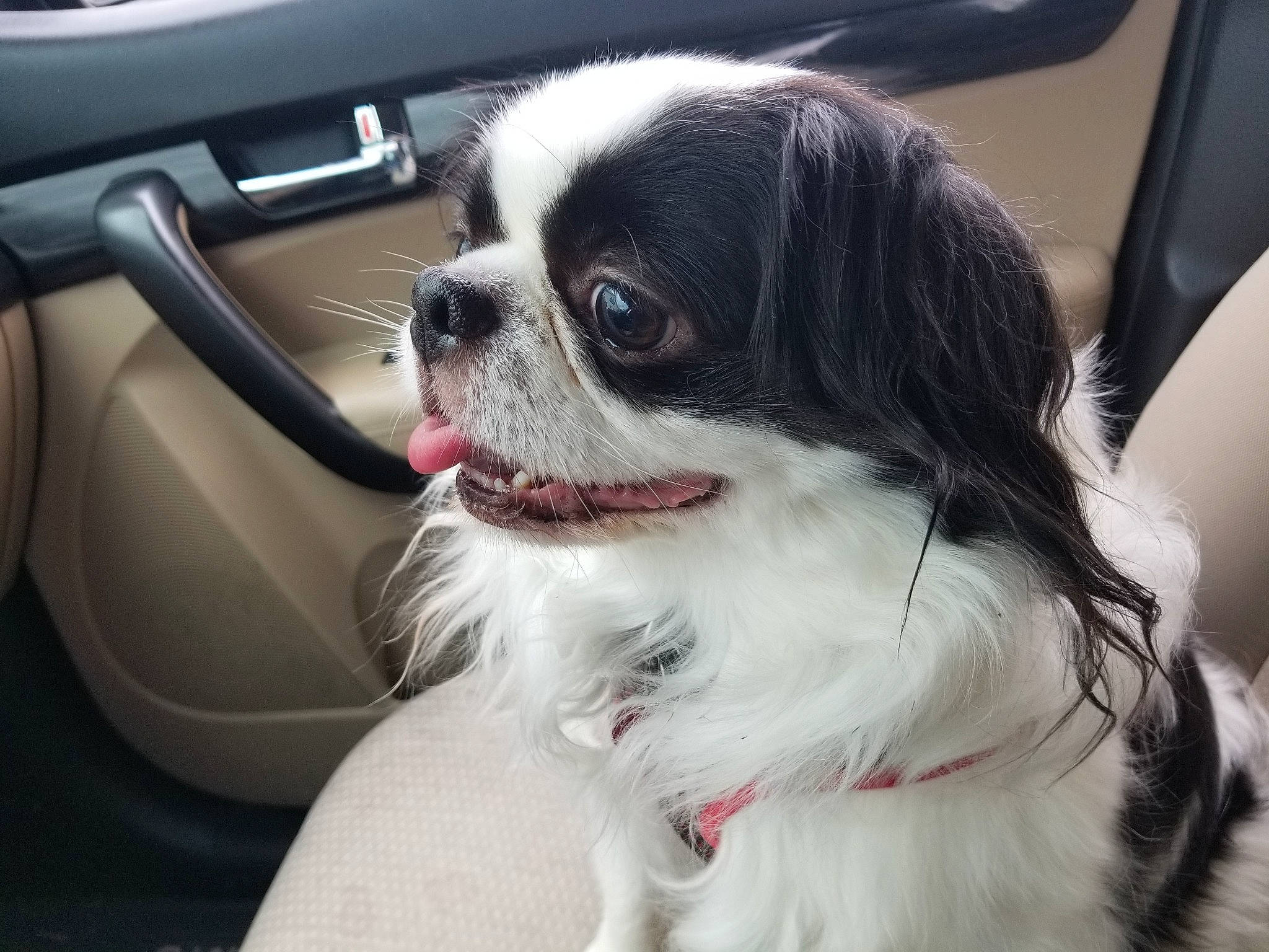 Ronin joined the competition — help win amazing prizes! canidae, carnivore, companion_dog, dog, dog_breed, eye, japanese_chin, mammal, phalene, photography, puppy, rare_breed_dog, snout, sporting_group, tongue, toy_dog, vertebrate, whiskers