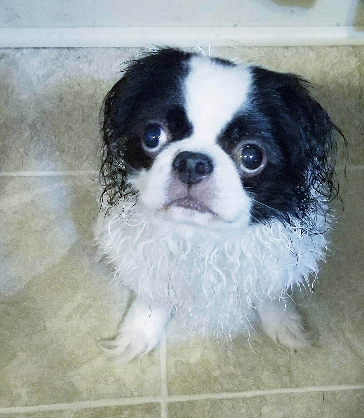 Ronin is registered to the contest to win money with this photo: canidae, carnivore, companion_dog, dog, dog_breed, eye, japanese_chin, mammal, rare_breed_dog, snout, sporting_group, toy_dog, vertebrate, whiskers