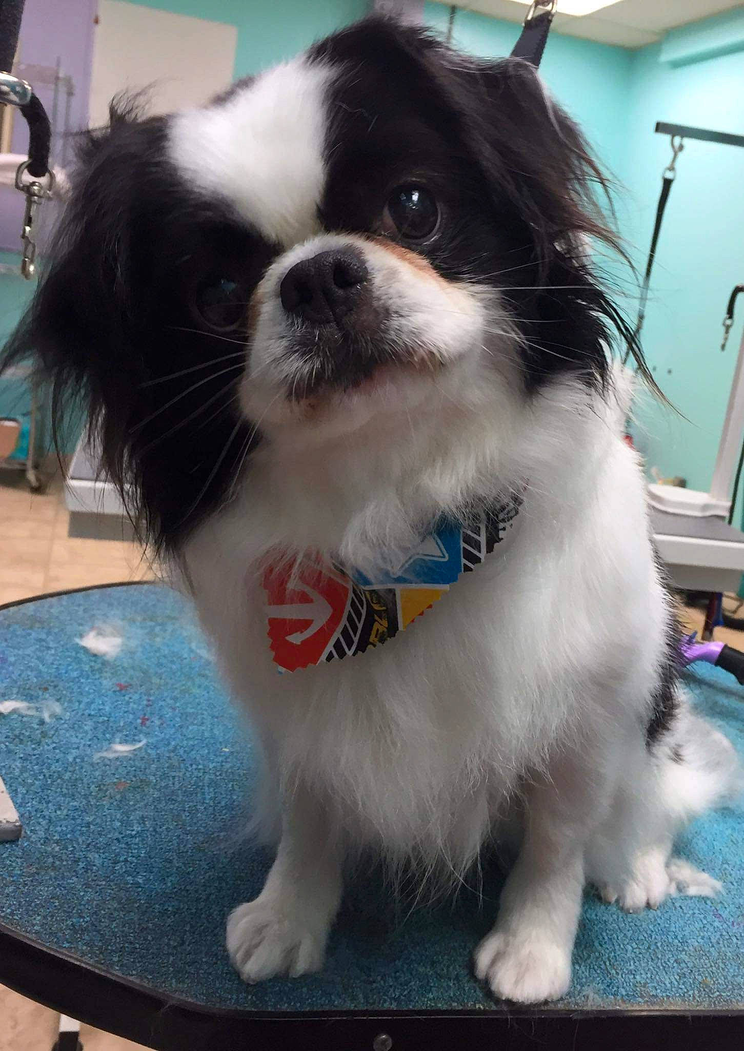 Ronin joined the competition — help win amazing prizes! canidae, carnivore, chinese_imperial_dog, companion_dog, dog, dog_breed, fawn, japanese_chin, mammal, pekingese, phalene, puppy, rare_breed_dog, shih_tzu, snout, sporting_group, toy_dog, vertebrate