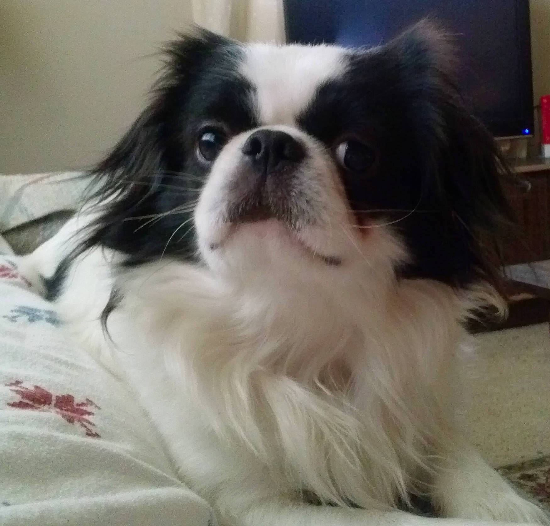 Ronin joined the competition — help win amazing prizes! canidae, carnivore, chinese_imperial_dog, companion_dog, dog, dog_breed, japanese_chin, liver, mammal, pekingese, phalene, rare_breed_dog, snout, sporting_group, toy_dog, vertebrate, whiskers