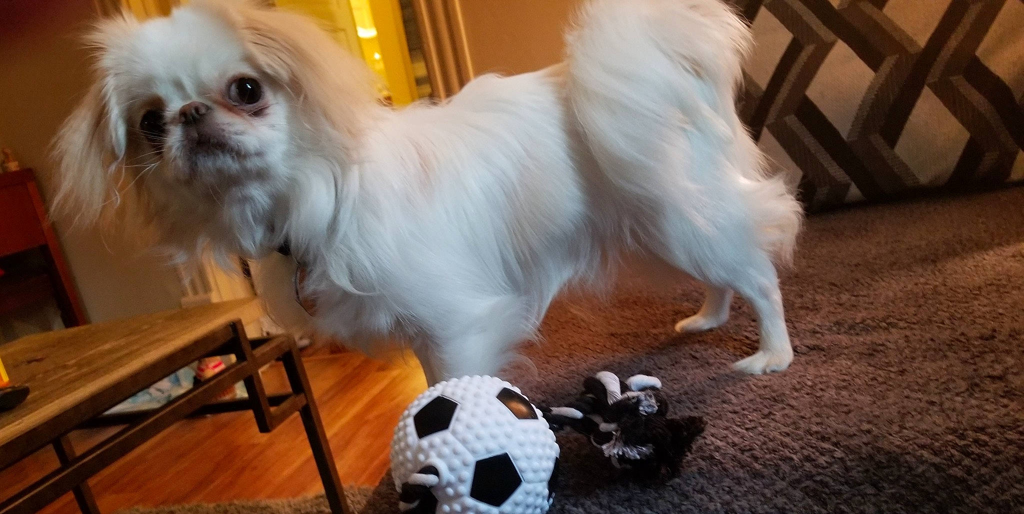 Shinji is registered to the contest to win money with this photo: bichon, canidae, carnivore, chinese_imperial_dog, companion_dog, dog, dog_breed, fur, japanese_chin, lhasa_apso, lowchen, mal_shi, maltese, mammal, pekingese, puppy, rare_breed_dog, shih_tzu, toy_dog, vertebrate