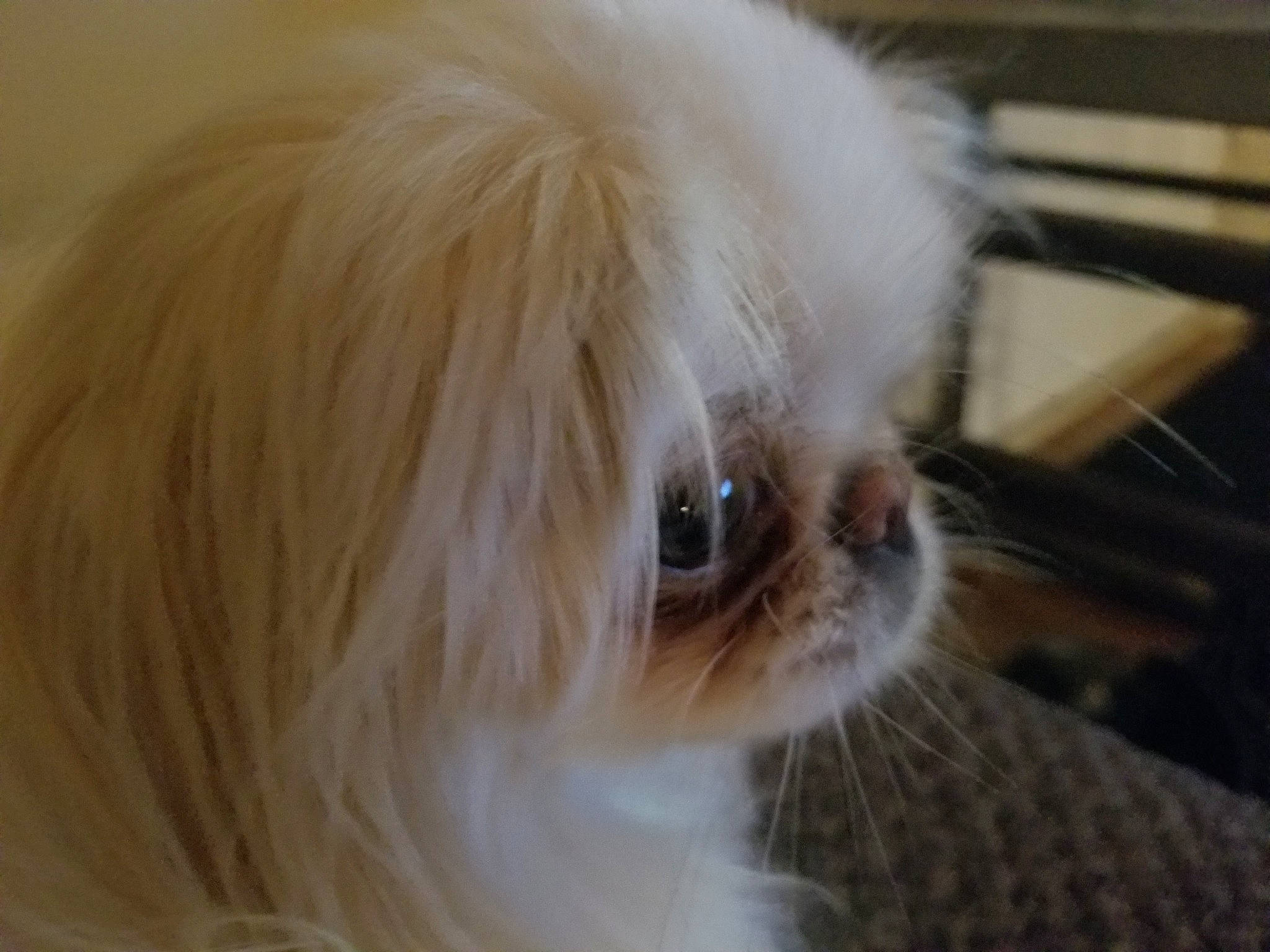 Shinji is registered to the contest to win money with this photo: canidae, carnivore, cat, companion_dog, dog, dog_breed, ear, eye, fawn, felidae, fur, iris, japanese_chin, mammal, pekingese, small_to_medium_sized_cats, snout, whiskers