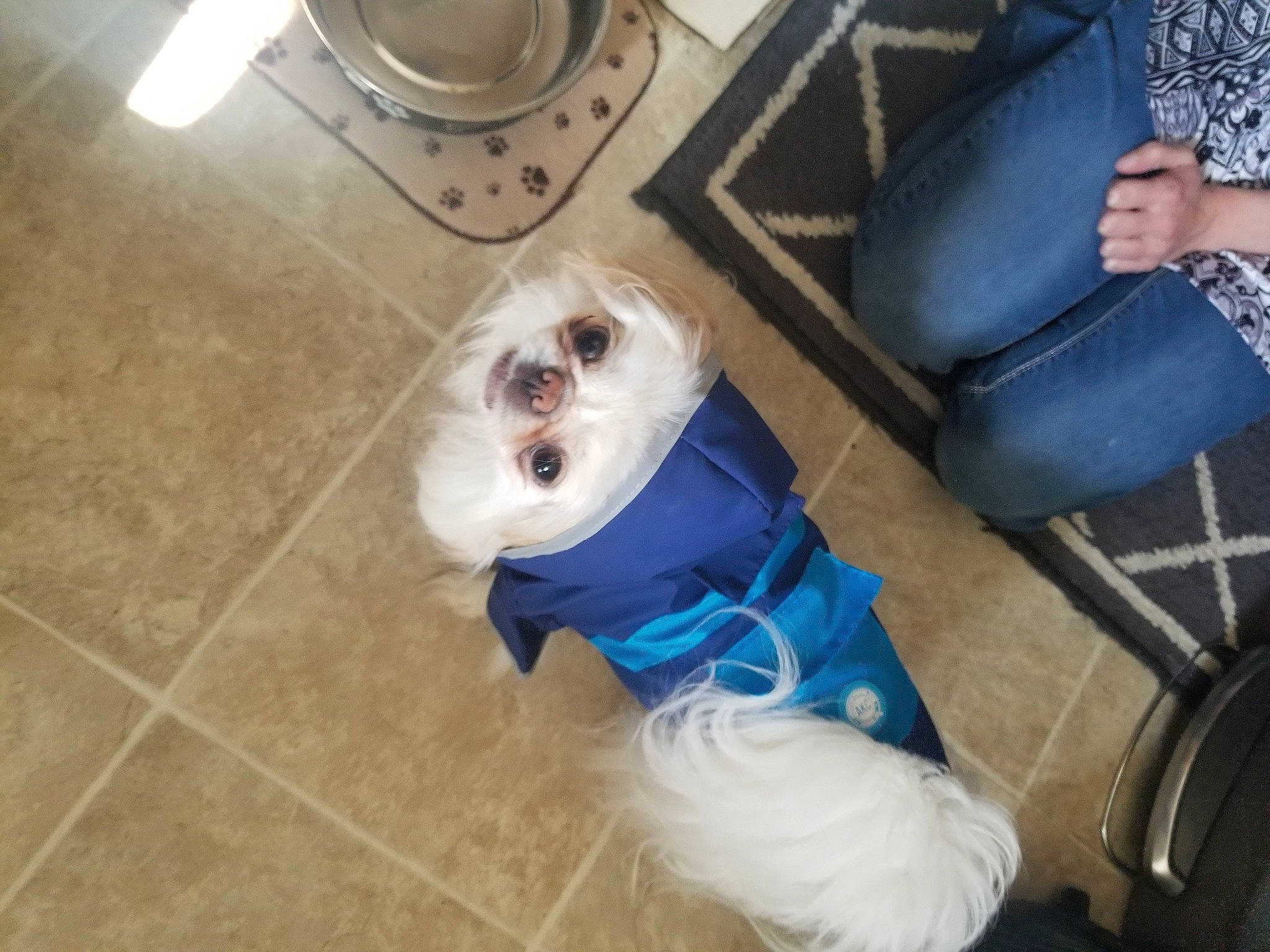 Shinji is registered to the contest to win money with this photo: bichon, canidae, carnivore, cavachon, companion_dog, dog, dog_breed, dog_clothes, floor, maltese, non_sporting_group, sporting_group, toy_dog, west_highland_white_terrier