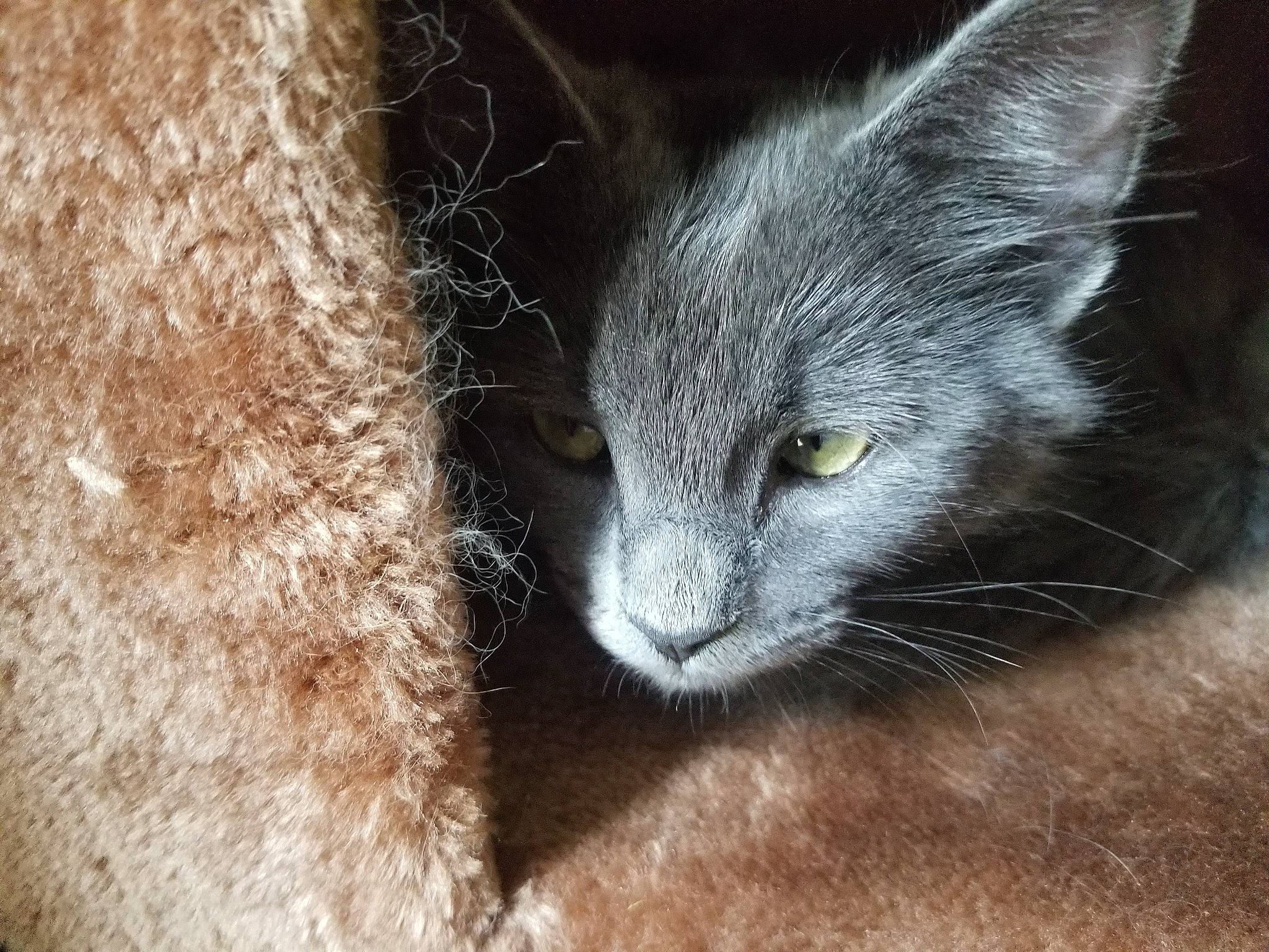 Luna Belle is registered to the contest to win money with this photo: carnivore, cat, chartreux, domestic_short_haired_cat, felidae, fur, kitten, korat, mammal, nebelung, russian_blue, small_to_medium_sized_cats, snout, whiskers, wildlife