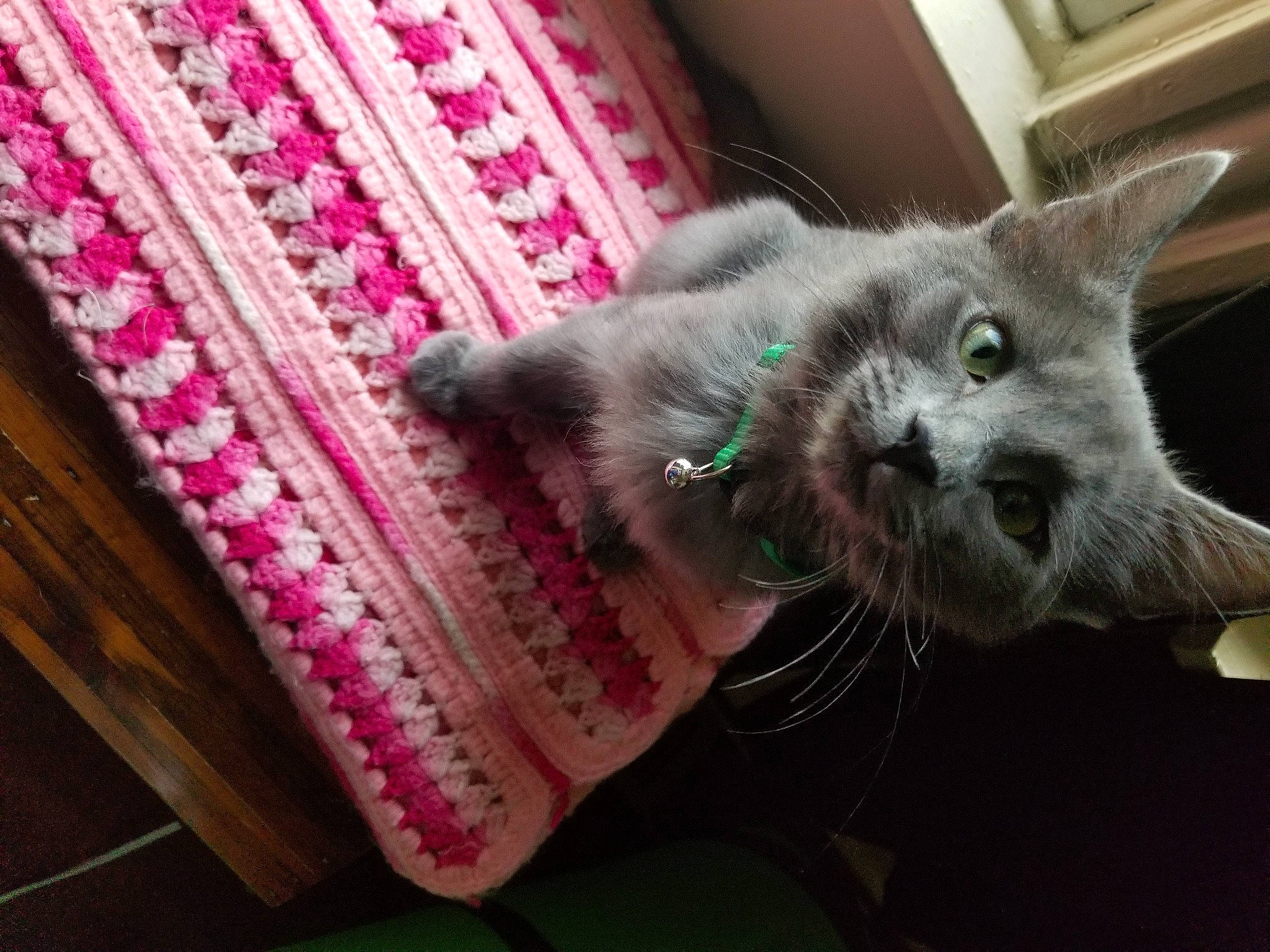 Luna Belle is registered to the contest to win money with this photo: asian, british_shorthair, carnivore, cat, chartreux, domestic_short_haired_cat, european_shorthair, felidae, fur, kitten, korat, mammal, nebelung, pink, russian_blue, small_to_medium_sized_cats, whiskers