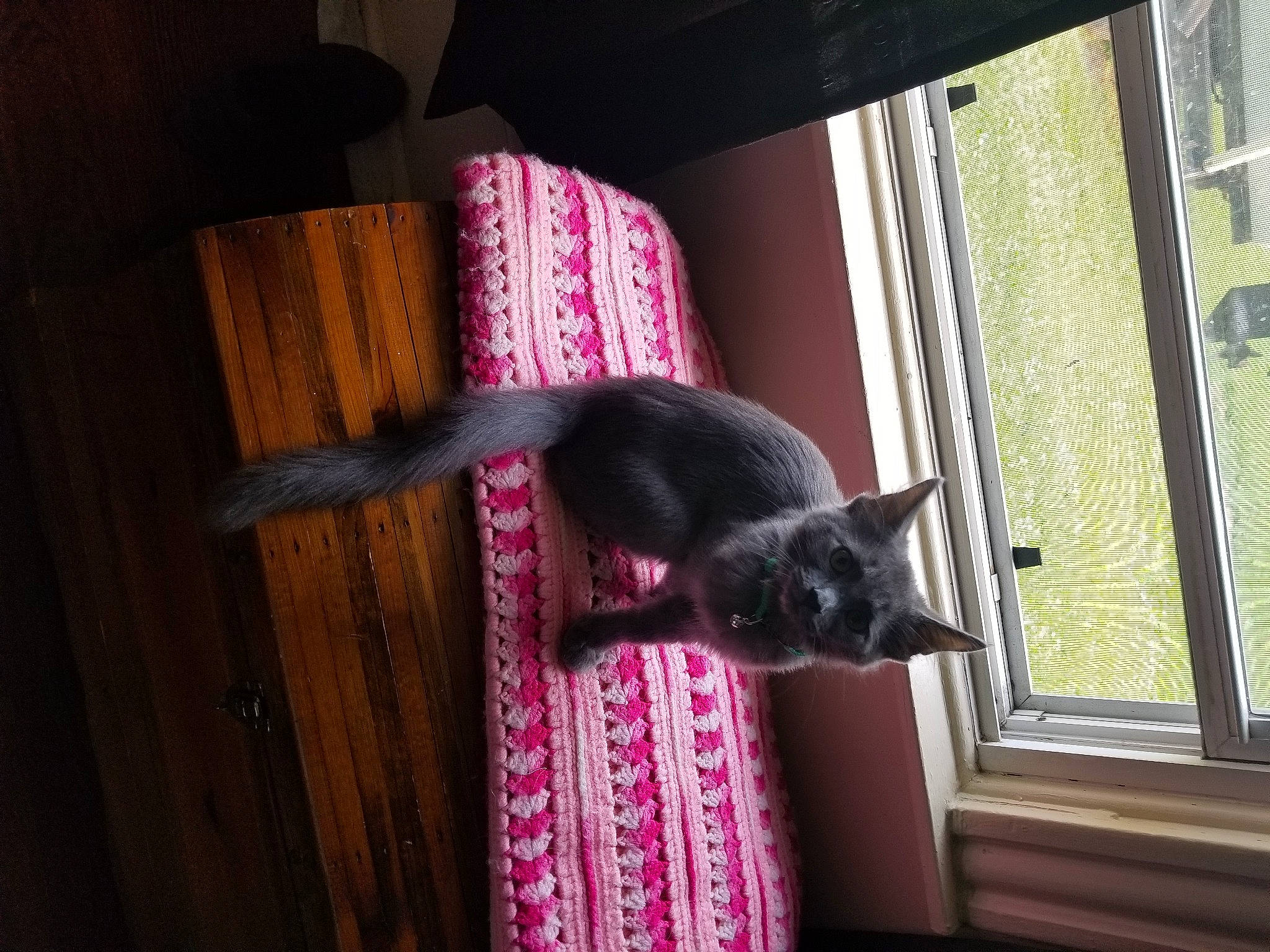 Luna Belle is registered to the contest to win money with this photo: carnivore, cat, felidae, pink, russian_blue, small_to_medium_sized_cats, tail, whiskers