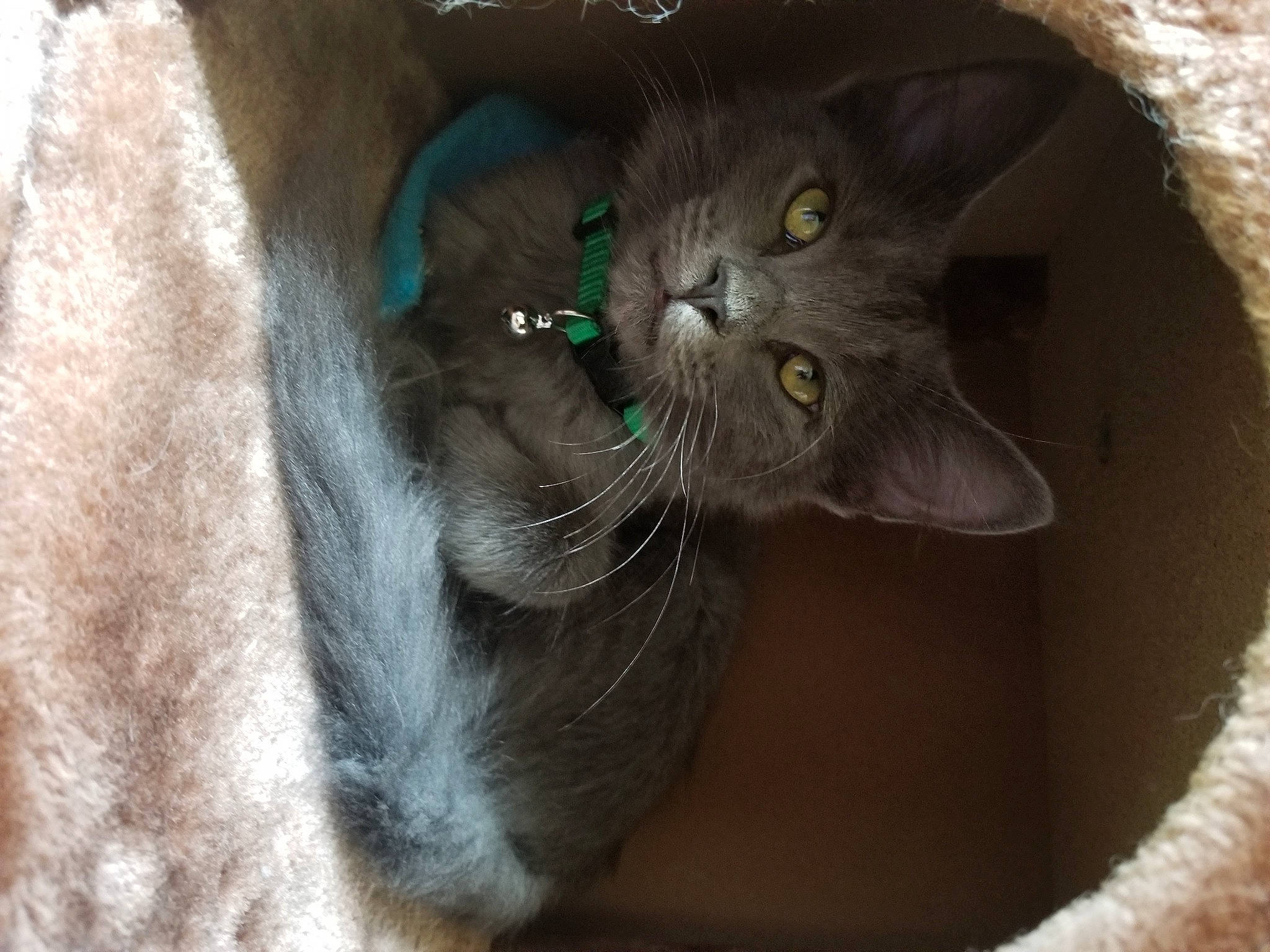 Luna Belle joined the competition — help win amazing prizes! black_cat, british_shorthair, burmese, carnivore, cat, chartreux, domestic_short_haired_cat, european_shorthair, fawn, felidae, fur, kitten, korat, nebelung, russian_blue, small_to_medium_sized_cats, snout, whiskers