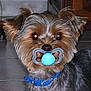 dog, small_dog, blue_collar, pacifier, indoor, tile_floor, fur, pet, animal, brown, black, ears, cute, face, mouth, flash_reflection, domestic, companion, puppy, toy