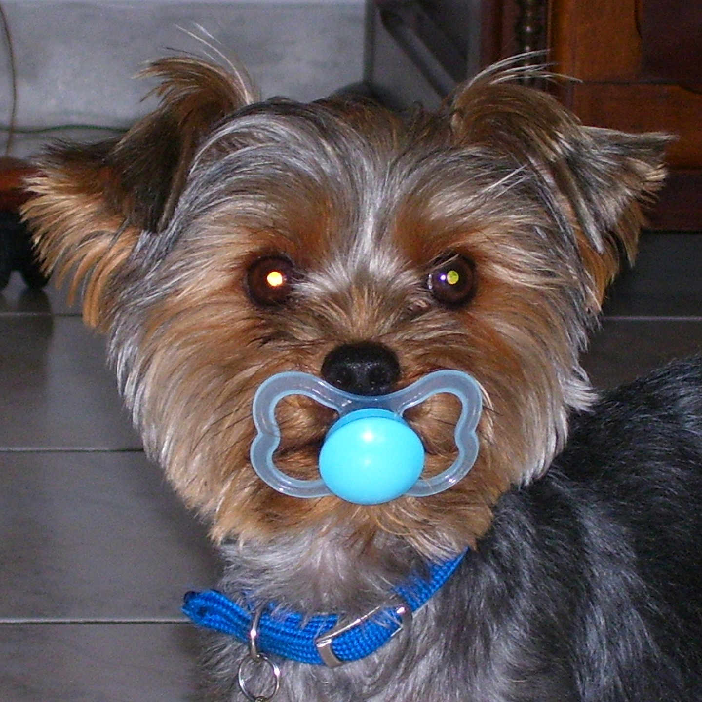 Atomik a rejoint le concours — aidez-le/la à gagner de superbes lots ! animal, black, blue_collar, brown, companion, cute, dog, domestic, ears, face, flash_reflection, fur, indoor, mouth, pacifier, pet, puppy, small_dog, tile_floor, toy