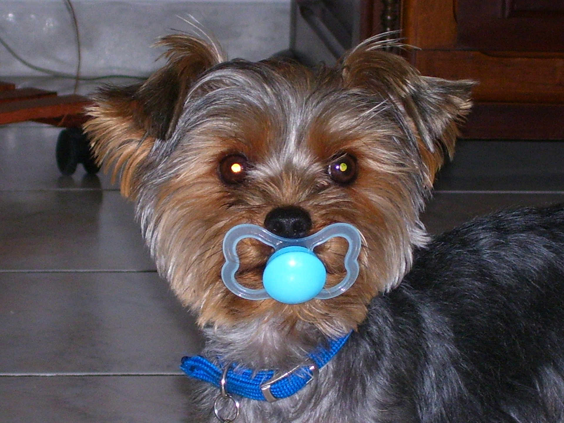 Atomik a rejoint le concours — aidez-le/la à gagner de superbes lots ! dog, small_dog, blue_collar, pacifier, indoor, tile_floor, fur, pet, animal, brown, black, ears, cute, face, mouth, flash_reflection, domestic, companion, puppy, toy
