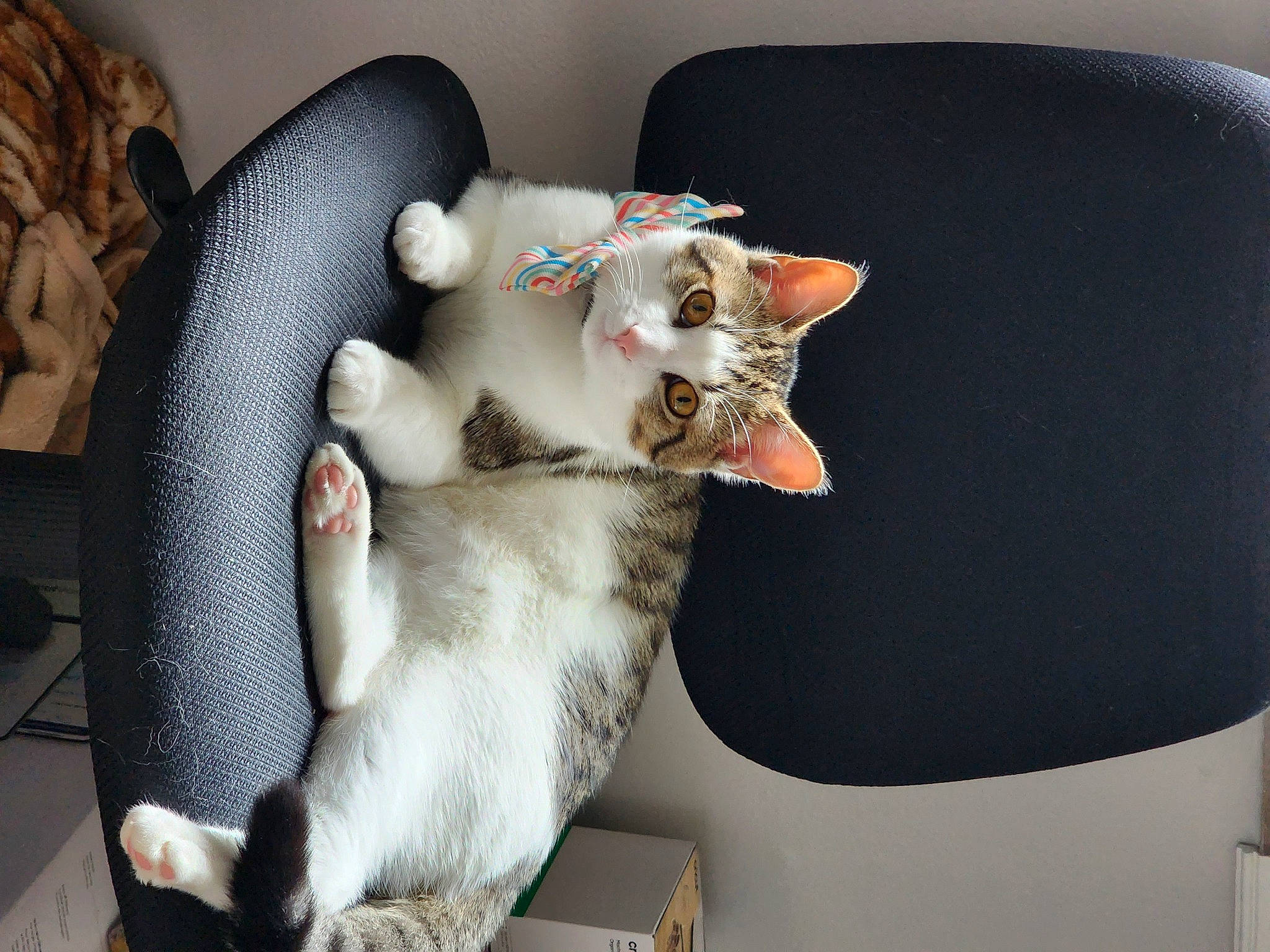 Riku is registered to the contest to win money with this photo: canidae, carnivore, cat, comfort, companion_dog, couch, domestic_short_haired_cat, felidae, fur, paw, room, small_to_medium_sized_cats, sporting_group, tail, whiskers