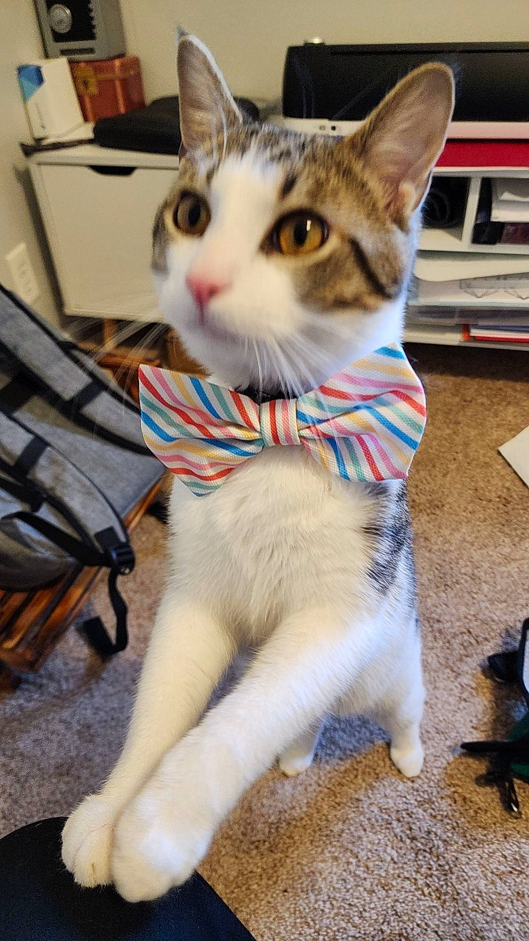 Riku joined the competition — help win amazing prizes! carnivore, cat, claw, collar, domestic_short_haired_cat, fawn, felidae, fur, paw, photo_caption, sitting, small_to_medium_sized_cats, snout, tail, whiskers