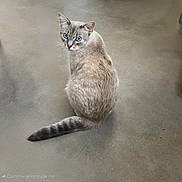 Snow a rejoint le concours — aidez-le/la à gagner de superbes lots ! alert, animal, blue_eyes, cat, clean, curious, domestic_cat, feline, floor, fur, gray_fur, indoor, looking_back, mammal, pet, quiet, sitting, striped_tail, tail, whiskers