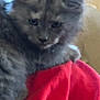 Sassy joined the competition — help win amazing prizes! animal, cat, close_up, cozy, curious, cute, domestic_animal, feline, fur, grey_tabby, indoor, kitten, paws, pet, portrait, red_cloth, small, soft, whiskers, young