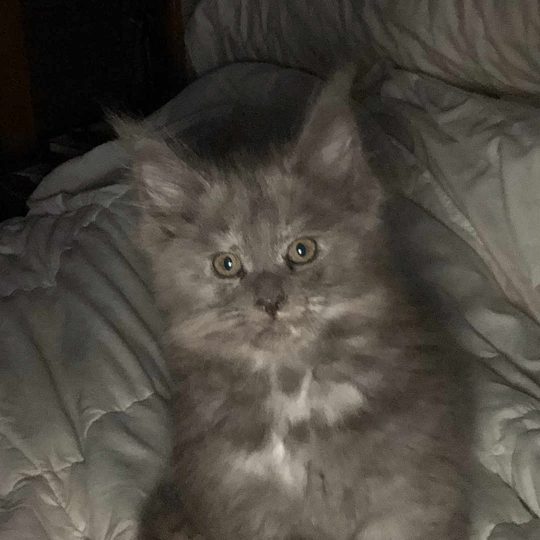 Sassy joined the competition — help win amazing prizes! animal, bed, blanket, cat, cozy, cute, domestic, ears, eyes, feline, fluffy, fur, gray_fur, indoor, kitten, pet, resting, small, soft, whiskers