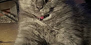 Sassy is registered to the contest to win money with this photo: animal, books, cat, closeup, cozy, curious, cute, domestic, ears, feline, fluffy, gray_fur, indoor, kitten, paw, pet, portrait, relaxing, soft_light, whiskers
