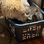 Sassy joined the competition — help win amazing prizes! animal, cat, closeup, companion, cozy, curious, dog, domestic, friendship, furry, household, indoor, laundry_basket, pet, resting, rug, sleeping, soft_lighting, tender, wooden_floor