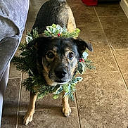 Coco joined the competition — help win amazing prizes! brown_dog, canine, curious, decorative, dog, domestic_animal, ears, eyes, festive, floor, front_legs, greenery, holiday, indoor, looking_up, pet, red_berries, tail_wagging, tile_floor, wreath