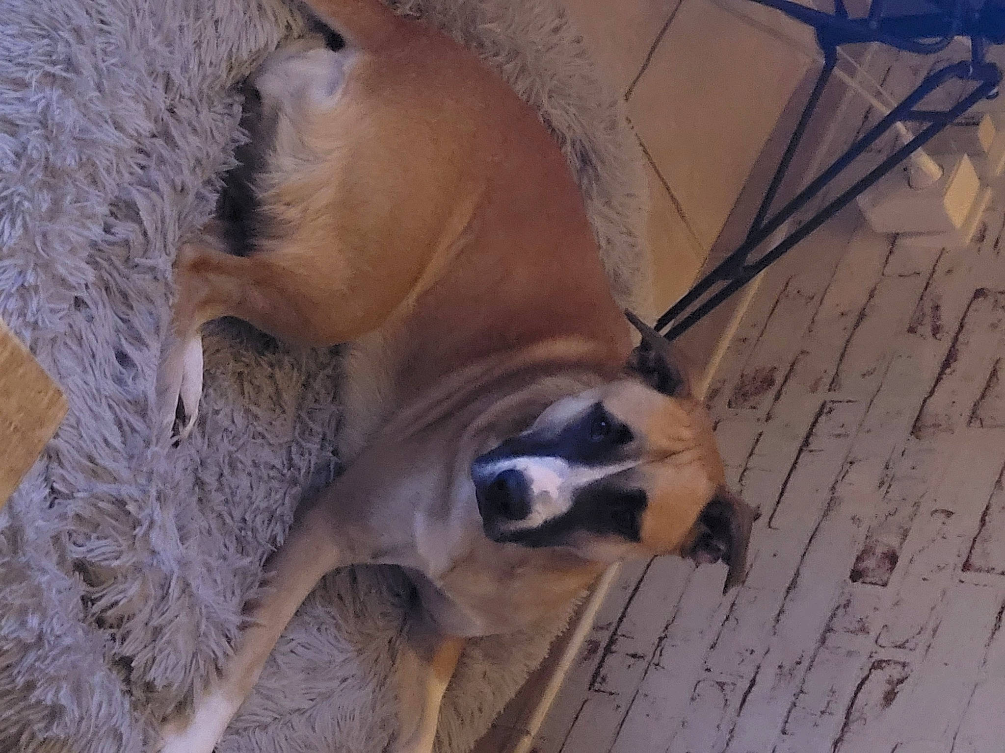 Léïa participe au concours pour gagner de l'argent avec cette photo : canidae, carnivore, companion_dog, dog, dog_breed, fawn, fur, hardwood, pet_supply, snout, sporting_group, tail, terrestrial_animal, wildlife, wood