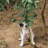 Bandit a rejoint le concours — aidez-le/la à gagner de superbes lots ! puppy, dog, black_and_white, sitting, garden, outdoors, plant, leaves, soil, greenery, fruit, stem, cute, curious, pet, animal, portrait, nature, rural, playful