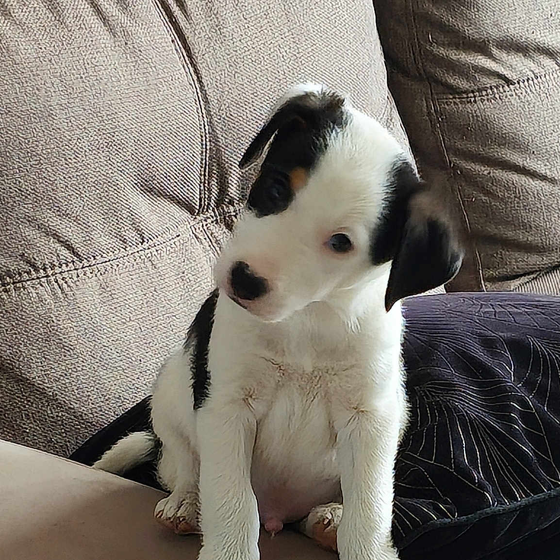 Bandit participe au concours pour gagner de l'argent avec cette photo : puppy, dog, black_and_white, sitting, couch, indoor, pet, animal, floppy_ears, curious, head_tilt, white_fur, black_patches, paws, portrait, cute, companion, home, soft_furnishings, photography