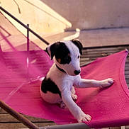 Bandit a rejoint le concours — aidez-le/la à gagner de superbes lots ! puppy, dog, black_and_white, sitting, pink_chair, outdoor, sunlight, deck, wooden_floor, portrait, pet, animal, paw, floppy_ears, short_hair, relaxed, cute, summer, furniture, photography