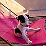 puppy, dog, black_and_white, sitting, pink_chair, outdoor, sunlight, deck, wooden_floor, portrait, pet, animal, paw, floppy_ears, short_hair, relaxed, cute, summer, furniture, photography