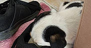 Bandit a rejoint le concours — aidez-le/la à gagner de superbes lots ! puppy, dog, sleeping, black_and_white, pet, animal, sneaker, shoes, rug, pink_rug, indoor, tile_floor, couch, cozy, resting, floppy_ears, short_fur, cute, home, nap
