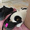 puppy, dog, sleeping, black_and_white, pet, animal, sneaker, shoes, rug, pink_rug, indoor, tile_floor, couch, cozy, resting, floppy_ears, short_fur, cute, home, nap