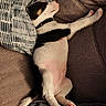 Bandit participe au concours pour gagner de l'argent avec cette photo : puppy, dog, black_and_white, sleeping, lying_down, belly, paws, tail, collar, couch, sofa, pillow, indoor, home, relaxed, resting, cute, pet, animal, photography