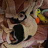 puppies, dogs, black_and_white, sleeping, lying_down, upside_down, blankets, cozy, pet_bed, toys, chew_toy, yellow_toy, orange_toy, pink_blanket, indoor, cute, relaxed, playful, animal, photography