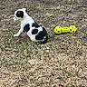 puppy, dog, black_and_white, sitting, outdoors, grass, dry_grass, yard, toy, chew_toy, bone, yellow, pet, animal, canine, profile, playful, cute, natural_light, ground