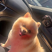 Casper is registered to the contest to win money with this photo: dog, pomeranian, pet, animal, car_interior, sunlight, fluffy, happy, tongue_out, small_dog, seated, cute, domestic_animal, companion, inside_car, joyful, fur, canine, hand, human
