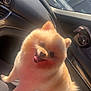 dog, pomeranian, pet, animal, car_interior, sunlight, fluffy, happy, tongue_out, small_dog, seated, cute, domestic_animal, companion, inside_car, joyful, fur, canine, hand, human