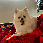 Casper is registered to the contest to win money with this photo: animal, bed, blanket, cozy, cute, dog, ears, face, fur, happy, indoor, mouth_open, paw, pet, pomeranian, rainbow, red, resting, smiling, toy